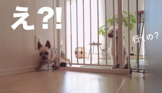 穏やかな保護犬の、勇猛果敢な姿が見れた日【Day65】