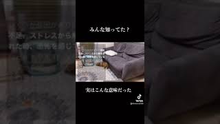 犬が家で大暴れする行動の意味【犬 行動 意味 仕草 しぐさ】 #shorts