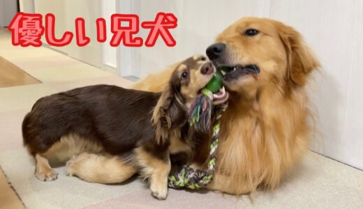 独り占めせずに小型犬に合わせた力加減で引っ張り合いが出来る優しい兄犬がこちら【ゴールデンレトリバーとミニチュアダックスフンド】