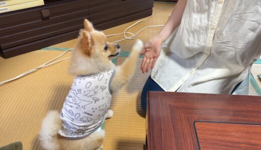 犬嫌いの姉がポメくんとの触れ合いにチャレンジです…笑