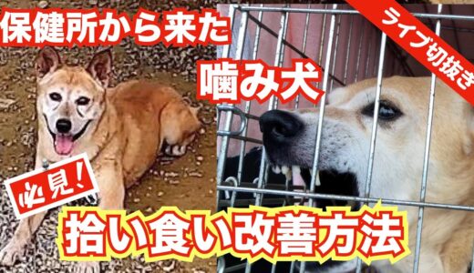 結構悩む【拾い食い改善方法】後半〜犬と飼い主の関係性👈重要！　サブチャンネルライブ切取り