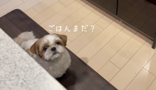 【シーズー】あの〜、ごはんはまだでしょうか…？【犬Vlog】