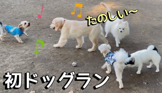 【初ドッグラン】はじめてたくさんの犬と触れ合ったゴールデンレトリバーの反応