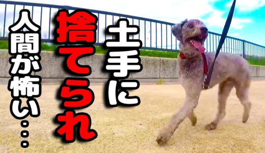 人間がこわくて這いつくばって生きてきた犬が生まれ変わった瞬間・・・ ハスキー犬と保護犬トイプードル