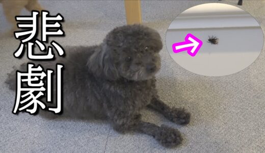 犬が虫を狙ってたらパパに悲劇が起きました【悲報】