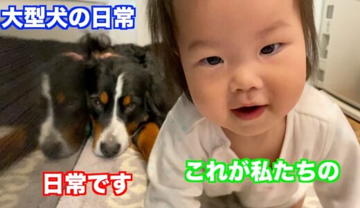 赤ちゃんと大型犬の日常　バーニーズマウンテンドッグ　 bernese mountain dog