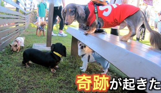 犬が大嫌いな愛犬と犬だらけのとこに行ったら奇跡が起きた…【ミニチュアダックス】【京急油壺マリンパーク】