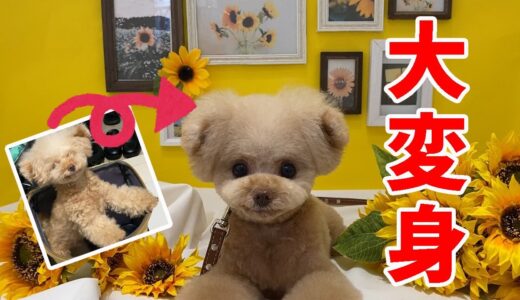 モジャ犬が高級サロンで大変身！！【トイプードル】