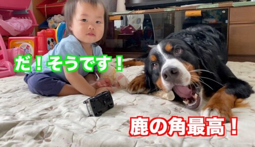 【犬と赤ちゃん】鹿の角が気になって仕方ない1歳児とバーニーズマウンテンドッグ　 bernese mountain dog