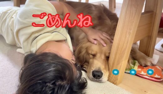 小型犬だけ可愛がるドッキリしたら取り返しのつかない事態がおきました・・・。【ゴールデンレトリバーとミニチュアダックスフンド】