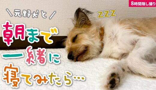 夜中に大騒ぎする犬と朝まで一緒に寝てみたら…（2021秋）