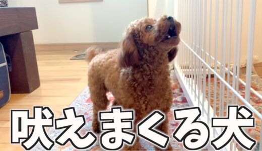 怒る犬が吠え方を使い分けるようになってました【トイプードル】