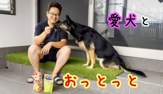 犬用おっとっと買ったので、愛犬と一緒におっとっと三昧してみた【ジャーマンシェパード】【German Shepherd Dog】 Shall We Have A Snack “Ottotto”!?