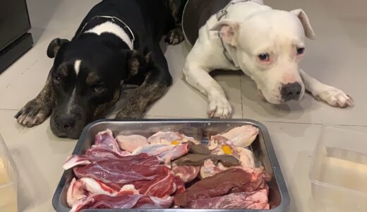 Pit Bulls eat RAW 🥩🐂BEEF Shank Steak&❤️Heart combo [ASMR] MUKBANG 犬が生の肉を食べる[咀嚼音] Dog VLOG