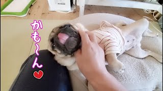 犬が本気でイジケた時はお腹〇〇すれば一発でご機嫌!! パグ犬ぷぅPug