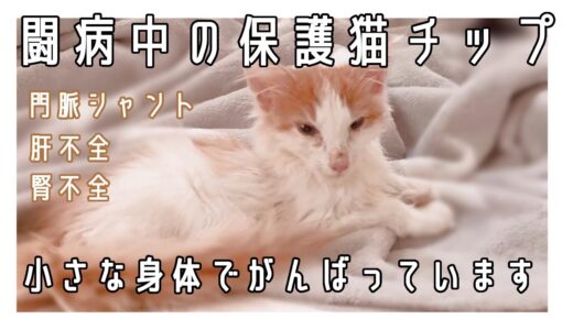 【保護犬預かりvlog】闘病中の保護猫チップ、もう一度元気なお顔を見せてね