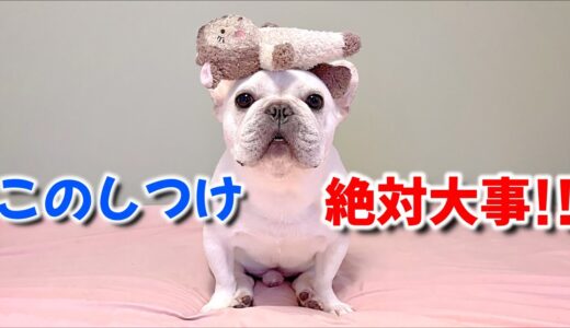 最も大事な犬のしつけは〇〇だった！？【フレンチブルドッグ frenchbulldog】