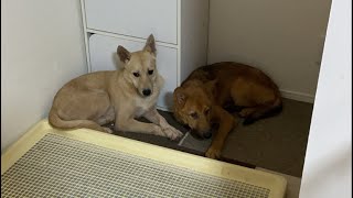 部屋の隅から動かない保護犬と先住犬を対面させてみたら…