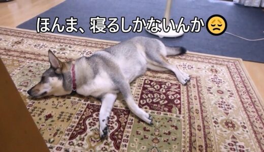 飼い主の朝ご飯見て ふて寝をするしかない犬