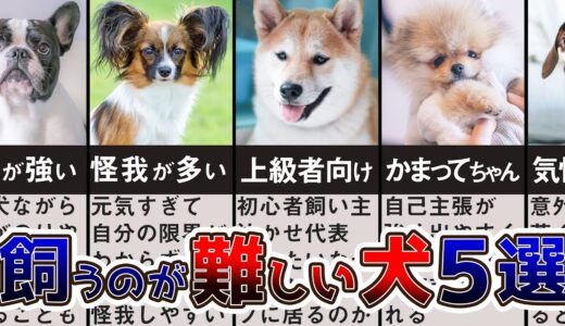 【飼うのが難しい犬種】え！？上級者向け？！飼いたいワンちゃんの飼育が難しい理由プロドックトレーナーが解説します！【わかる】