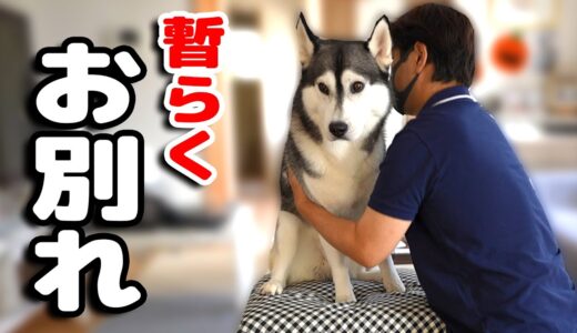 しばらく愛犬とお別れします。ハスキー犬と保護犬トイプードル