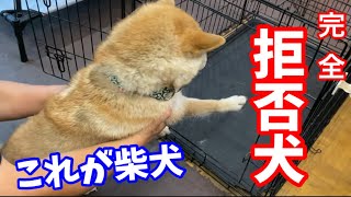 【拒否犬】柴犬のイヤイヤ具合が可愛すぎます！