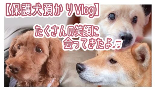 【保護犬預かりvlog】たくさんの幸せな笑顔に会って来たよ♪