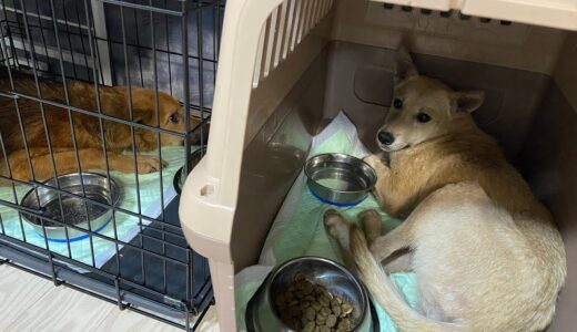 生後半年を超えた野犬の若犬2頭を保護しました【保護犬預かり日記】