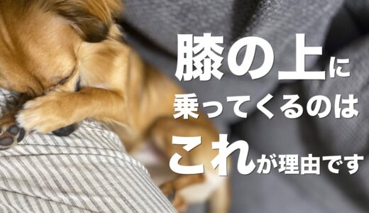 犬が飼い主の膝の上に乗ってくる理由