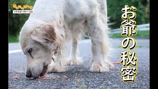 【犬】山の中のお爺犬のヒミツ（笑）