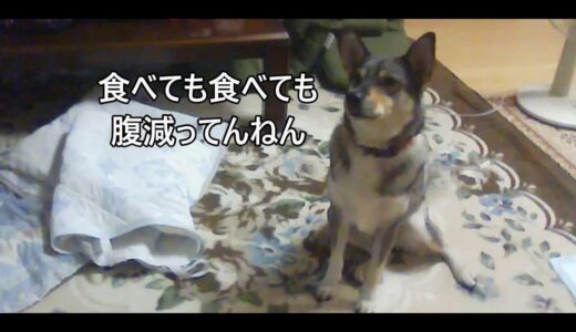 腹減ったと訴える犬。犬にも食欲の秋があるのか😩