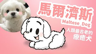 狗與鹿 ｜犬種的故事＃2  馬爾濟斯｜八千年前就開始療癒人類的犬種，人類第一隻寵物犬的療癒故事