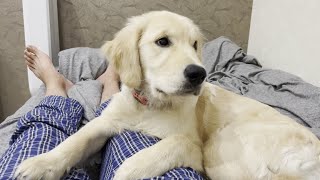 大型犬の夜！ご飯を食べて一緒に寝てくれるまで。ゴールデンレトリバーの子犬ティト。