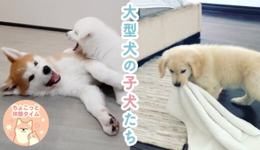 【PECO】茶目っ気たっぷり、大型犬の子犬たちが可愛すぎる♡