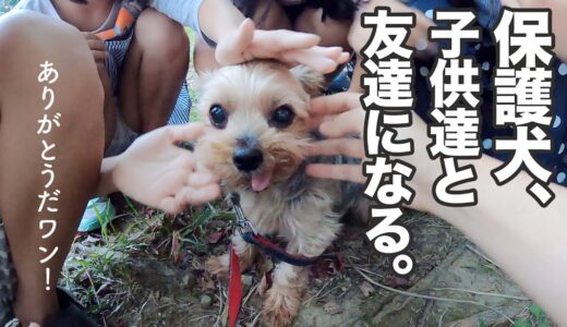 保護犬に、素敵な人間のお友達ができた日。【Day61】