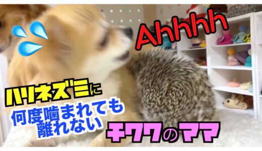 【犬とハリネズミ】ペロペロからのガブリ！！でも離れたくないチワワ