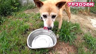 保健所から来た噛み犬【２日目】名前ミリオくんに決定👍