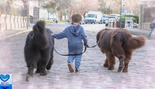 子どもたちと一緒に成長した超大型犬。仲睦まじい姿に心温まる【感動】