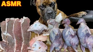 【大食い犬ASMR】ウズラ３兄弟とチキンブラザーズを秒で撃破する愛犬www