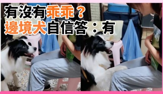 邊境犬被問有沒有乖　大力拍腿燦笑：有｜狗｜寵物｜自信｜精選影片