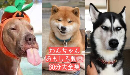 2021 絶対笑える！犬、動物の面白い＆可愛い動画総集編 60分大全集