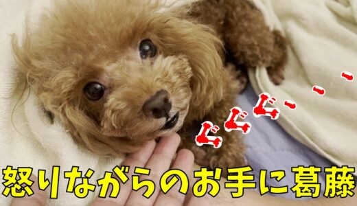 怒りながらもお手をしてしまう犬【トイプードル rosie】