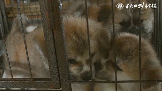 潜入！もふもふたちの朝ご飯②　鉄壁の秋田犬スクラム