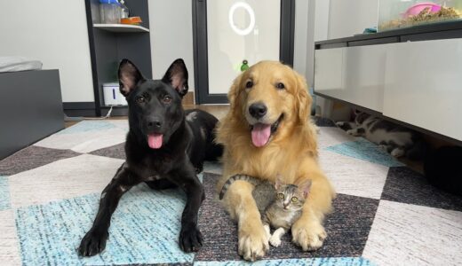 「ライブ」トビファミリーの保護犬と猫の生配信します。