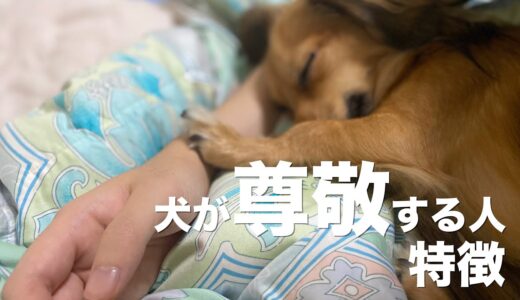 犬に尊敬される人の特徴