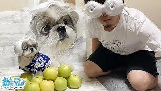 シーズーにナシ大量に届いたら新しいヒーロー犬誕生した。