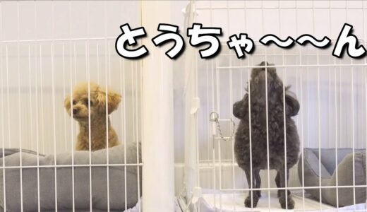 犬が留守番した時の犬とパパの様子が切なすぎた