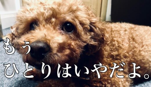 ずっとこのまま時間が止まってほしい。保護犬/引き取り/トイプードル/多頭飼い/vlog