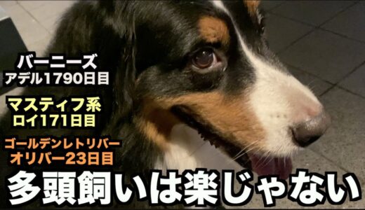 犬を飼う上での大変さ