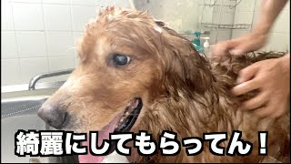 保護犬オリバーのお手入れ♪